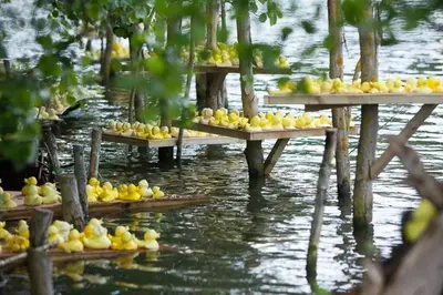 Vue sur la rivière ou le fleuve situé(e) à proximité de l'appartement