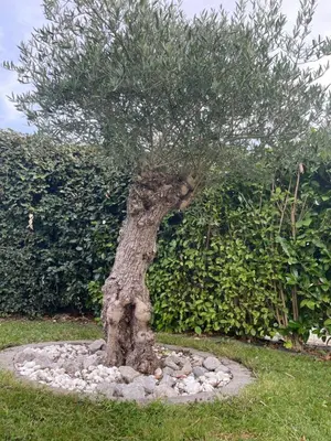 Jardin de l'établissement appartement des mésanges