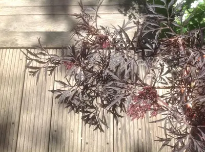 Jardin de l'établissement Au Fond du Jardin Maison d'hôtes