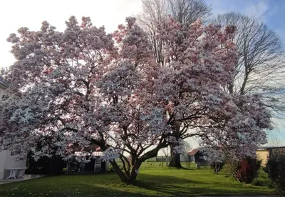 Jardin de l'établissement Gîte des 3 marcassins