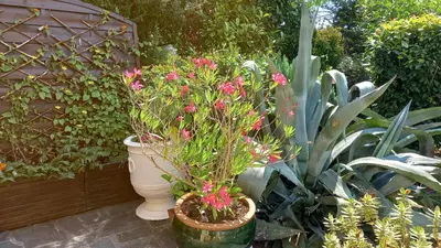 Jardin de l'établissement Gites Les Roses