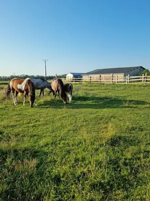 Animaux dans le chalet ou à proximité