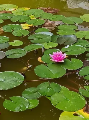 Jardin de l'établissement o tour de l'eau
