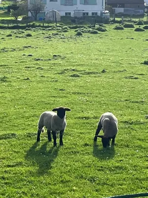 Animaux dans le B&B/chambre d'hôtes ou à proximité