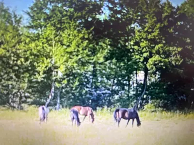 Animaux dans le B&B/chambre d'hôtes ou à proximité
