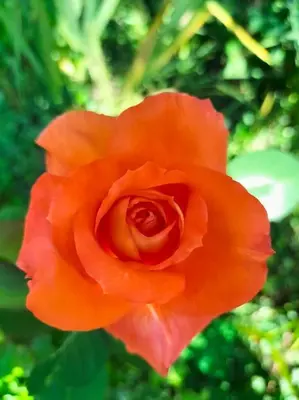 Jardin de l'établissement Gîte des Cornettes
