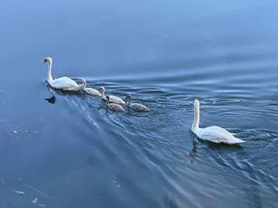 Animaux dans la maison de vacances ou à proximité