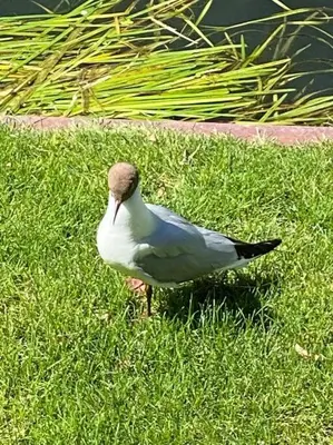 Animaux dans la maison de vacances ou à proximité