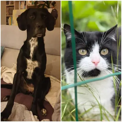 Animal ou animaux domestique(s) séjournant avec des clients dans l'établissement Le gîte du bois du fil