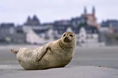 Animaux dans la maison de vacances ou à proximité