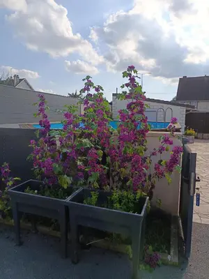 Jardin de l'établissement Studio neuf des amandines