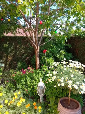 Jardin de l'établissement Chambre de charme