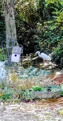 Animaux dans l'appartement ou à proximité