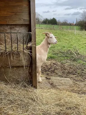 Animaux dans l'appartement ou à proximité