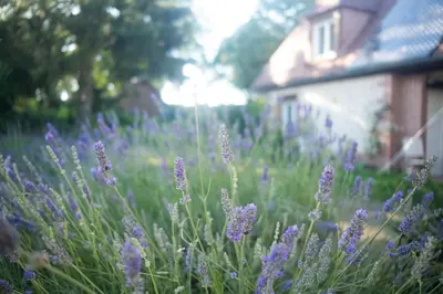 Jardin de l'établissement Au cœur de Catillon