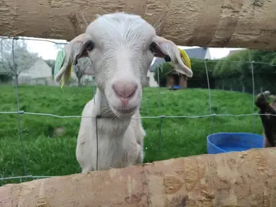 Animaux dans le camping ou à proximité