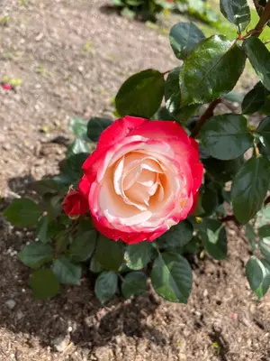 Jardin de l'établissement L Hirondelle 3