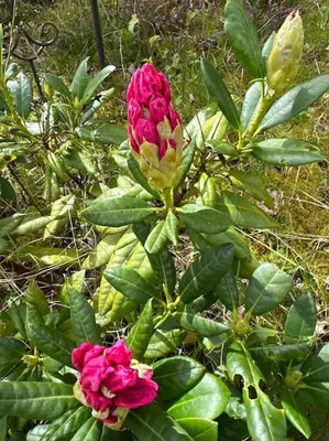 Jardin de l'établissement Rouen Paris - Domaine de l'Oison