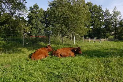 Animaux dans la maison de vacances ou à proximité