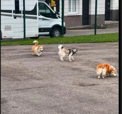 Animal ou animaux domestique(s) séjournant avec des clients dans l'établissement Kyriad Rouen Sud - Oissel