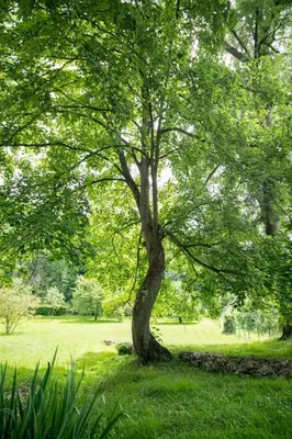 Jardin de l'établissement Villa des Saules