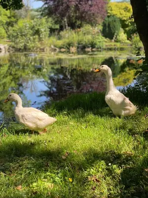 Animaux dans la villa ou à proximité