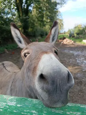 Animaux dans l'appartement ou à proximité