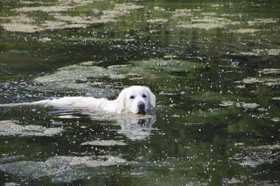 Animal ou animaux domestique(s) séjournant avec des clients dans l'établissement Gite Ô pré