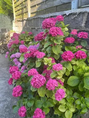 Jardin de l'établissement Maison bord de Seine