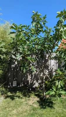 Jardin de l'établissement Maison Coquelicot