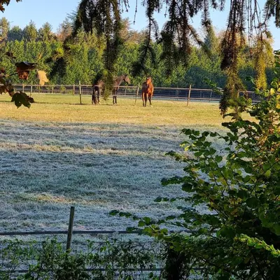 Animaux dans la villa ou à proximité