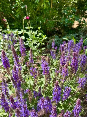 Jardin de l'établissement Maison en pierre, charme et jardin 1h de Paris