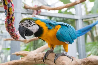 Animaux dans l'appartement ou à proximité