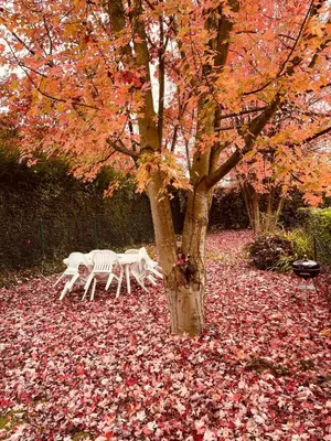 Jardin de l'établissement NOUVEAU ! Logement refait à neuf !