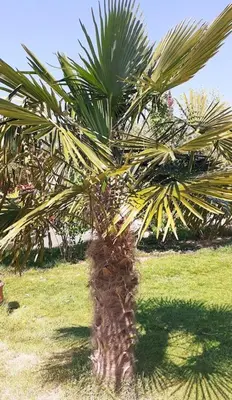 Jardin de l'établissement La Bergeronnette