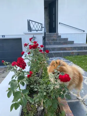 Animal ou animaux domestique(s) séjournant avec des clients dans l'établissement Maison individuelle, 3chambres, avec parking