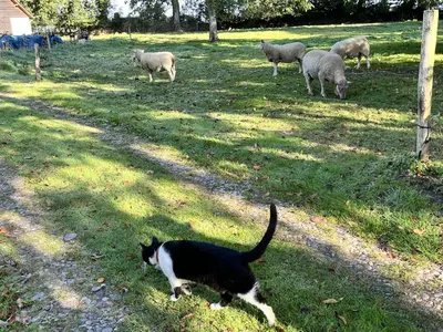 Animaux dans l'appartement ou à proximité