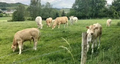 Animaux dans le B&B/chambre d'hôtes ou à proximité