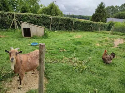 Animaux dans la maison de vacances ou à proximité