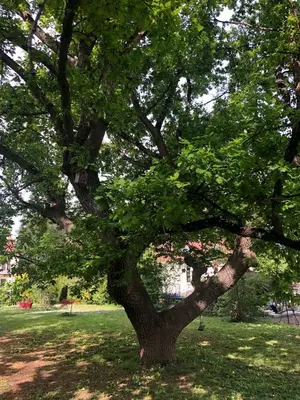 Jardin de l'établissement Le Grand Chêne