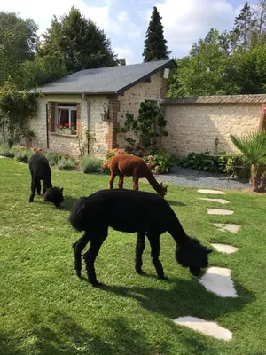 Animaux dans la maison d'hôtes ou à proximité