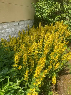 Jardin de l'établissement L'Oreade