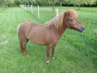 Animaux dans le B&B/chambre d'hôtes ou à proximité