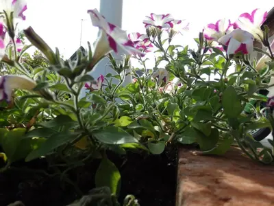Jardin de l'établissement Les Trois Pommiers