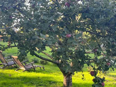 Jardin de l'établissement Chambres d'Aumont