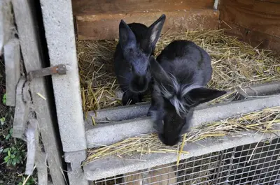Animaux dans la maison de vacances ou à proximité