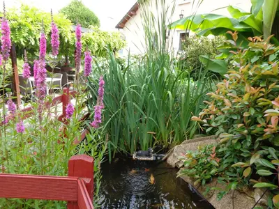 Jardin de l'établissement Logis Hôtel Restaurant L'Unique