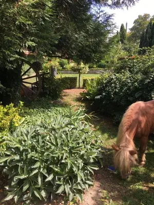 Animaux dans la maison d'hôtes ou à proximité
