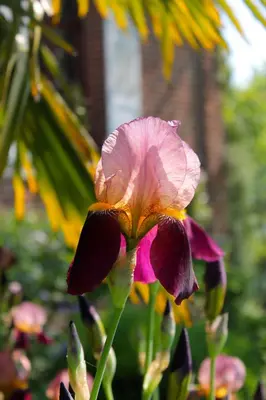 Jardin de l'établissement Comme une parenthèse au coeur des hortillonnages