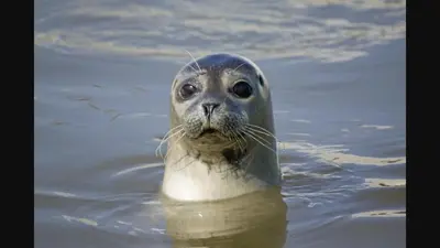 Animaux dans la maison de vacances ou à proximité